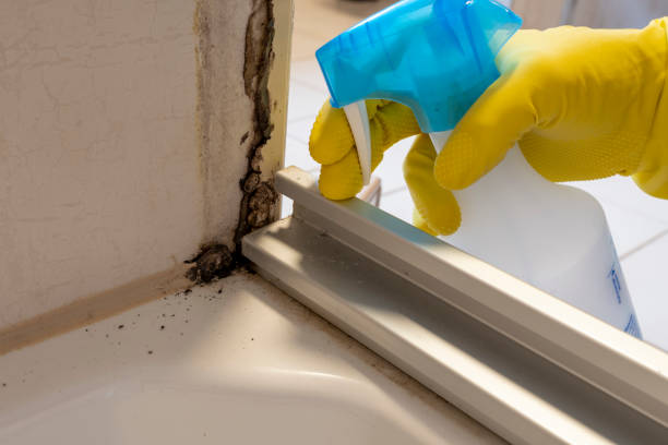 Best Basement Mold Remediation in Culloden, WV