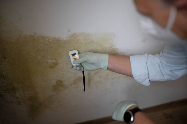 Best Industrial Mold Remediation in Culloden, WV