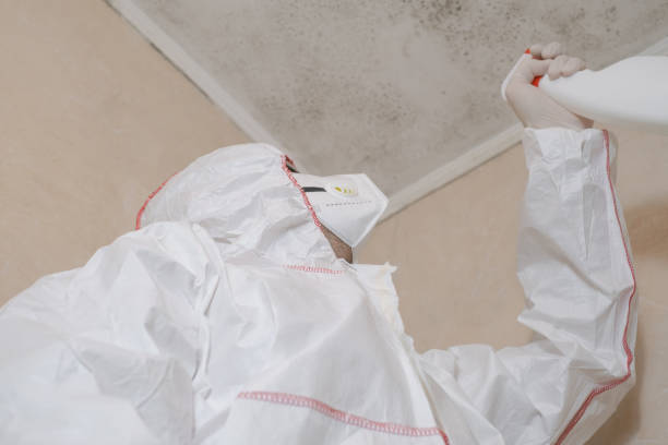 Best Preventive Mold Services in Culloden, WV